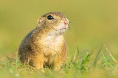 Avrupa yer sincabı (Spermophilus citellus) tarlalarda yaşayan sevimli tüylü bir memeli. Yumuşak yeşil arka planda çimenlerde oturan vahşi, sevimli bir hayvanın ayrıntılı portresi. Çek Cumhuriyeti