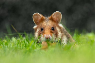 Avrupa hamsterı (Cricetus cricetus) tarlalarda yaşayan sevimli tüylü bir memeli. Yumuşak yeşil arka planda çimenlerde oturan vahşi, sevimli bir hayvanın ayrıntılı portresi. Avusturya