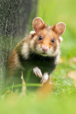 Avrupa hamsterı (Cricetus cricetus) tarlalarda yaşayan sevimli tüylü bir memeli. Yumuşak yeşil arka planda çimenlerde oturan vahşi, sevimli bir hayvanın ayrıntılı portresi. Avusturya