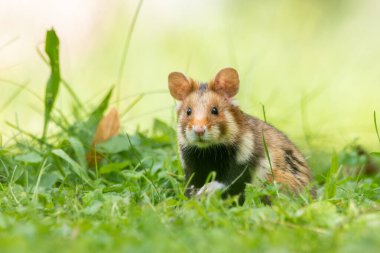 Avrupa hamsterı (Cricetus cricetus) tarlalarda yaşayan sevimli tüylü bir memeli. Yumuşak yeşil arka planda çimenlerde oturan vahşi, sevimli bir hayvanın ayrıntılı portresi. Avusturya