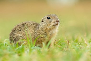 Avrupa yer sincabı (Spermophilus citellus) tarlalarda yaşayan sevimli tüylü bir memeli. Yumuşak yeşil arka planda çimenlerde oturan vahşi, sevimli bir hayvanın ayrıntılı portresi. Çek Cumhuriyeti
