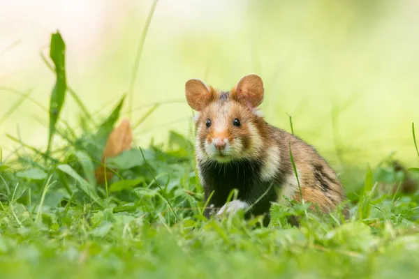 European hamster (Cricetus cricetus) an adorable furry mammal living in the fields. Detailed portrait of a wild cute animal sitting in the grass with soft green background. Austria — Stock Image European Hamster Cricetus Cricetus Adorable Furry Mammal Living Fields Detailed Stock Image