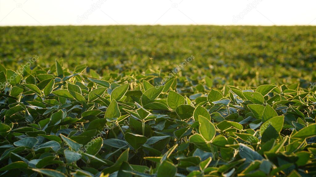 Green ripening soybean field, agricultural landscape. Flowering soybean plant. Soy plantations at sunset. Against the background of the sun. soybeans. n