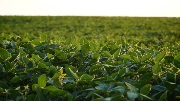 Planta Soja Florida Plantações Soja Pôr Sol Contra Fundo Sol — Fotografia de Stock