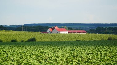 Yeşil tarladaki villa