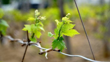 Sarmaşıkta üzümlerin genç cilvesi. Üzüm asması, üzüm bağında tomurcuklanan taze yapraklar ve tomurcuklar. Bahar tomurcukları filizleniyor Vitis Vinifera 'dan, üzüm bağından.