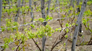 Vitis Vinifera sarmaşıkları çiftliğin üzüm bağında yetişiyor. Şarap üretimi için üzüm bağları çiftliklerdeki ve çiftliklerdeki şaraphanenin yanında. n
