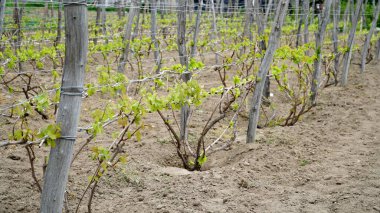 Vitis Vinifera sarmaşıkları çiftliğin üzüm bağında yetişiyor. Şarap üretimi için üzüm bağları çiftliklerdeki ve çiftliklerdeki şaraphanenin yanında. n