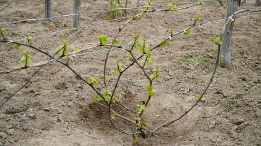Vitis Vinifera sarmaşıkları çiftliğin üzüm bağında yetişiyor. Şarap üretimi için üzüm bağları çiftliklerdeki ve çiftliklerdeki şaraphanenin yanında. n