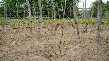 Üzüm bağından sarmaşıklar henüz yetişmedi. Vitis Vinifera üzümleri üzüm çiftliğinde yetişir. n