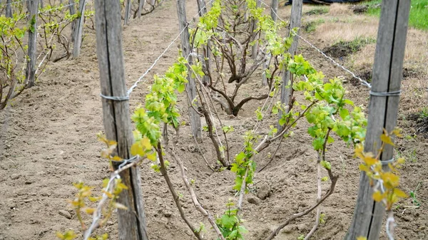 Üzüm bağından sarmaşıklar henüz yetişmedi. Vitis Vinifera üzümleri üzüm çiftliğinde yetişir. n