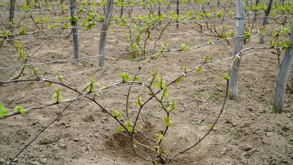 Vitis Vinifera sarmaşıkları çiftliğin üzüm bağında yetişiyor. Şarap üretimi için üzüm bağları çiftliklerdeki ve çiftliklerdeki şaraphanenin yanında. n