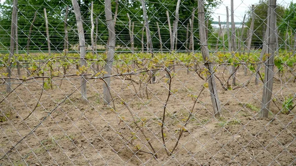 Üzüm bağından sarmaşıklar henüz yetişmedi. Vitis Vinifera üzümleri üzüm çiftliğinde yetişir. n