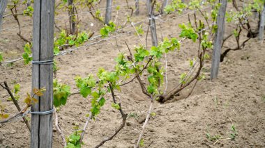 Vitis Vinifera sarmaşıkları çiftliğin üzüm bağında yetişiyor. Şarap üretimi için üzüm bağları çiftliklerdeki ve çiftliklerdeki şaraphanenin yanında. n