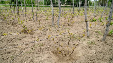 Üzüm bağından sarmaşıklar henüz yetişmedi. Vitis Vinifera üzümleri üzüm çiftliğinde yetişir. n