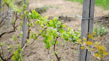 Vitis Vinifera sarmaşıkları çiftliğin üzüm bağında yetişiyor. Şarap üretimi için üzüm bağları çiftliklerdeki ve çiftliklerdeki şaraphanenin yanında. n