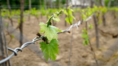 Üzüm bitkisinin küçük bahar yaprakları. Küçük tomurcukların yakın çekimi. Yeni yaprakların filizlendiği bir filizin yakın plan çekimi. Sarmaşıkta üzümlerin gençliği..