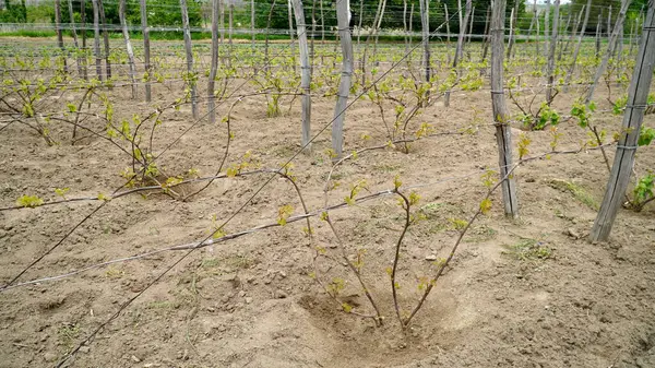Üzüm bağından sarmaşıklar henüz yetişmedi. Vitis Vinifera üzümleri üzüm çiftliğinde yetişir. n