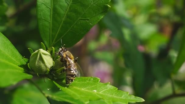 Albinele Colectează Polen Dintr Păpădie Macro Împușcat Albină Miere Colectarea — Videoclip de stoc