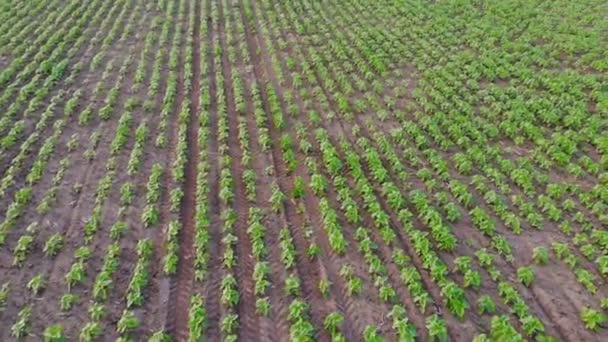 Jóvenes Plantas Girasol Verde Campo Joven Girasol Vista Superior Los — Vídeos de Stock