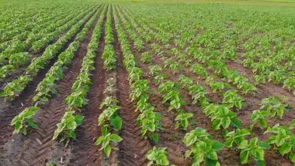 Jóvenes Plantas Girasol Verde Campo Joven Girasol Vista Superior Los — Vídeos de Stock