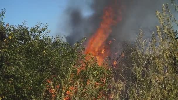 Yangın Sırasında Kontrolden Çıkan Bush Yangınları Ekolojik Felaket Bitki Hayvan — Stok video