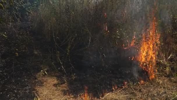 Los Incendios Bush Salieron Control Durante Incendio Desastre Ecológico Matando — Vídeos de Stock