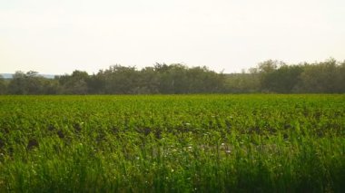 A green rice field sways in the wind during a strong storm under heavy rain. Agricultural rice fields during the rainy season. Strong gusts of wind shake the green growing young rice plants. n