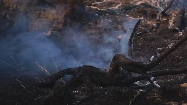 Grande Fogo Com Grandes Nuvens Fumaça Sufocante Durante Verão Queima — Vídeo de Stock