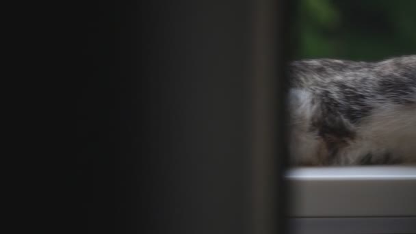 Γάτα Ξαπλωμένη Κοντινό Περβάζι Γκρι Γατάκι Ξεκουράζεται Κοντά Στο Παράθυρο — Αρχείο Βίντεο
