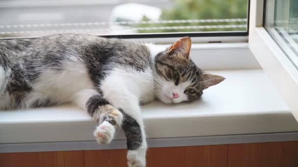 Cat Lying Windowsill Close Grey Kitten Resting Window Furry Pedigreed — Video