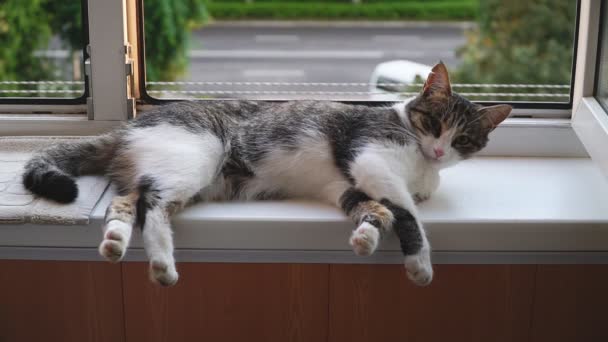 Cat Lying Windowsill Close Grey Kitten Resting Window Furry Pedigreed — Αρχείο Βίντεο