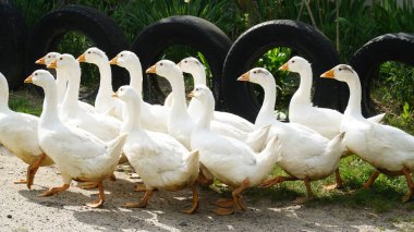 Geese attack. Flock of domestic geese on a green meadow. Summer green rural farm landscape. Goose in the grass, domestic bird. n
