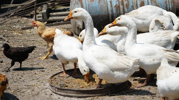 Domestic geese graze. Pets. Goose feathers. Geese on the street. A flock of white geese look in one direction. n