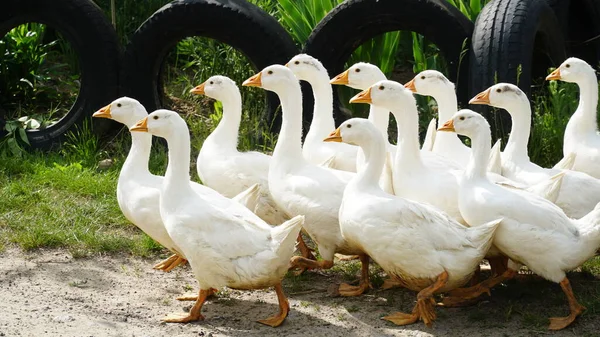 Flock of domestic geese on a green meadow. Summer green rural farm landscape. Geese in the grass, domestic bird, flock of geese, panoramic view.n