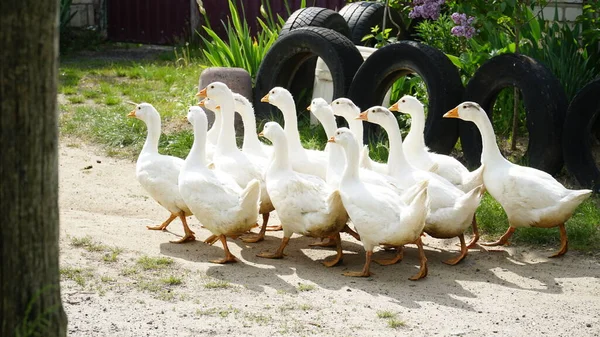 Flock Geese Poultry Farm Flock Ducks 스톡 사진