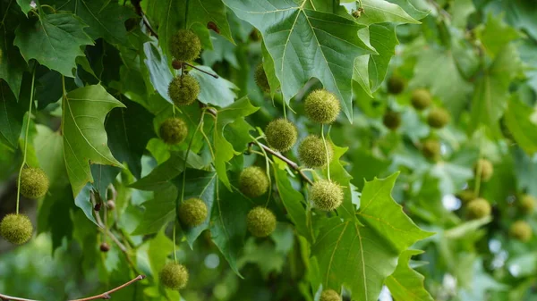 Platanus Occidentalis Yaprakları Meyveleri Ayrıca Amerikan Çınarı Olarak Bilinir Platanus — Stok fotoğraf