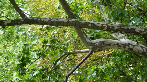 Sycamore tree. Platanus orientalis. Spotted plane tree trunk under sunlight. Bottom view. Park trees. The trunk, bark, leaves and fruits of Platanus occidentalis, also known as the American. n