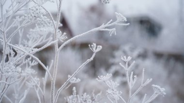İlk sonbahar soğuklarıyla kaplanmış çimenler, soyut doğal arkaplan. Yeşil yapraklar, buzla kaplı, üst manzara. Sonbaharın sonları, don kavramı. n