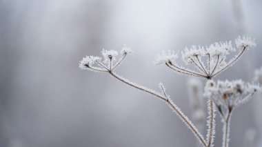 İlk sonbahar soğuklarıyla kaplanmış çimenler, soyut doğal arkaplan. Yeşil yapraklar, buzla kaplı, üst manzara. Sonbaharın sonları, don kavramı. n