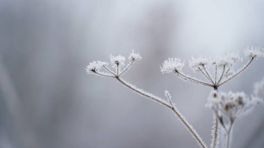 Bahçede buzlu böğürtlen. Buz tabakası çalıları, otları ve meyveleri kapladı. Rosehip 'te. Rowan. Ökseotu. Kış havası. Soğuk yapraklı, fevkalade kış manzarası. Noel arkaplanı. n