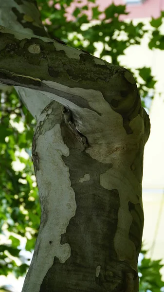 Sycamore tree. Platanus orientalis. Spotted plane tree trunk under sunlight. Bottom view. Park trees. The trunk, bark, leaves and fruits of Platanus occidentalis, also known as the American. n