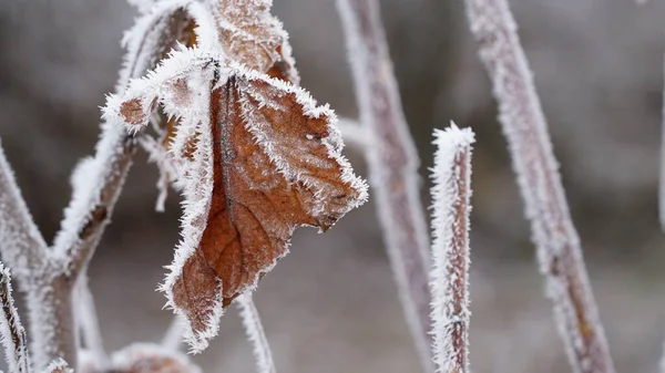 Gräs Täckt Med Frost Den Första Hösten Frost Abstrakt Naturlig — Stockfoto