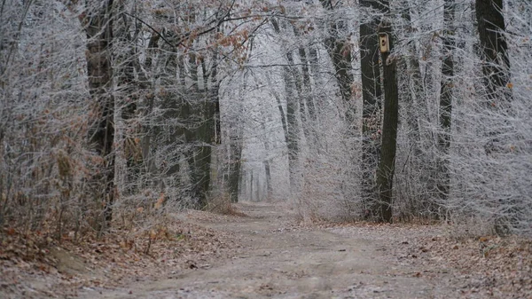 田舎道と美しい秋の霧の風景 絵のように美しい森の中の芝生の上で秋の霧の朝と霜 — ストック写真