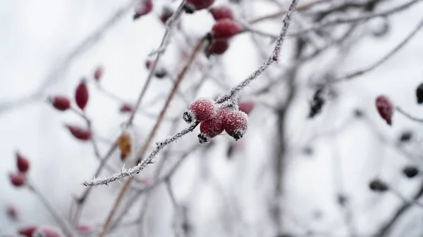 Des Baies Glacées Dans Jardin Givre Couvrait Les Buissons Les — Photo