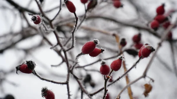 花园里有冰冻的浆果 结冰的霜冻覆盖了灌木丛 香草和浆果 迷迭香 罗文米斯特丽特冬天的天气色彩艳丽的冬季景色 树叶结霜 圣诞节的背景N — 图库照片