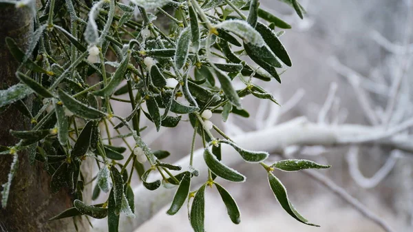 庭の霜の果実 氷の霜は茂み ハーブ 果実を覆いました ローズシップ ローワン ミステリー 冬の天気 凍った葉を持つ絵のような冬の景色 クリスマスの背景 — ストック写真