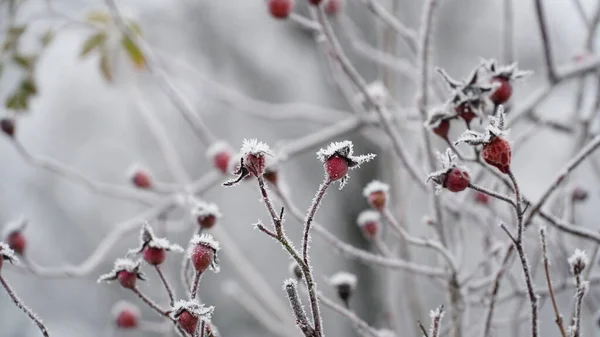 初秋霜冻覆盖的草地 抽象的自然背景 绿叶植物 被霜冻覆盖 顶部视图 霜冻的概念 — 图库照片