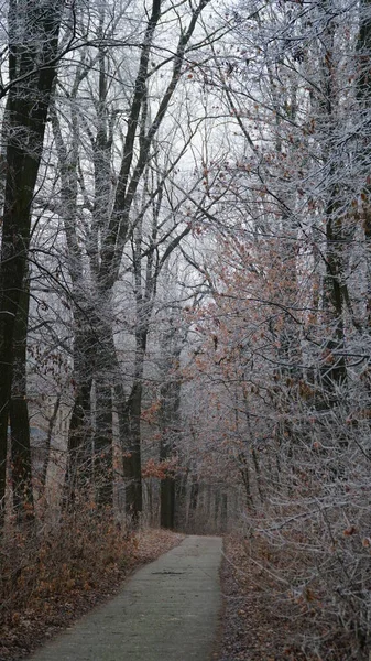 田舎道と美しい秋の霧の風景 絵のように美しい森の中の芝生の上で秋の霧の朝と霜 — ストック写真