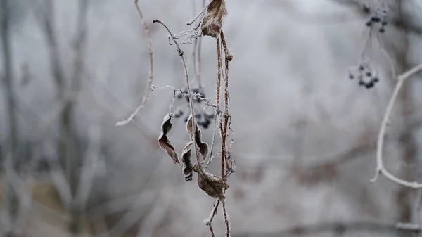 初秋の霜に覆われた草抽象的な自然の背景です 霜で覆われた植物の緑の葉 トップビュー 霜の概念 — ストック写真